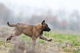 MALINOIS 880